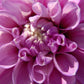 Blackberry Ice Dahlia