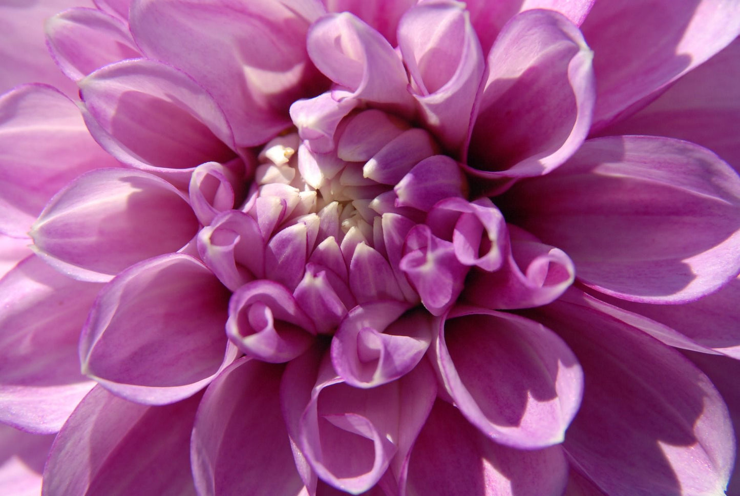Blackberry Ice Dahlia