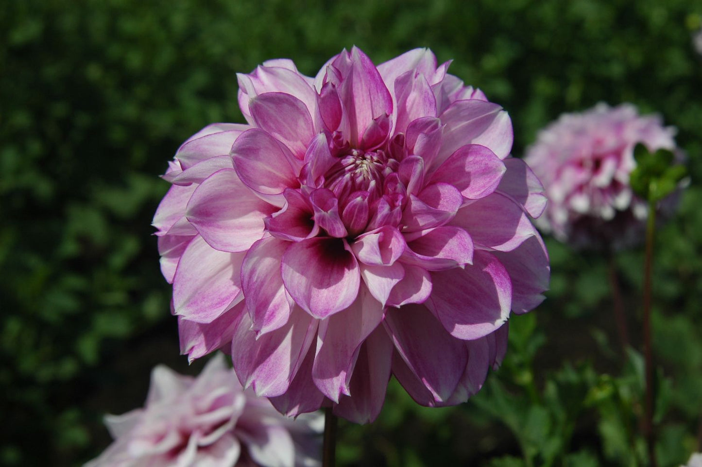 Blackberry Ice Dahlia