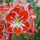 Samba Dutch Amaryllis Bulbs