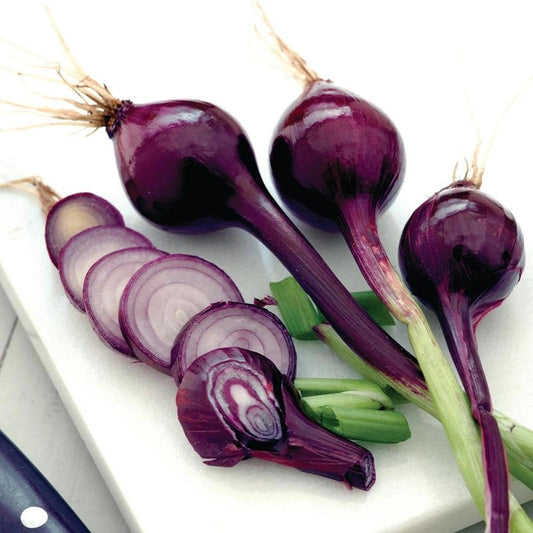 Purplette Onion