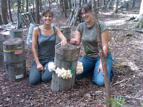 Lion's Mane Mushroom - Champignon de la Crinière du Lion