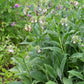 Comfrey Seeds online shopping
