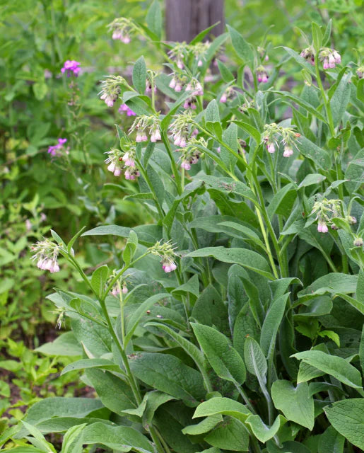 Comfrey Seeds online shopping