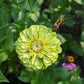 Envy Zinnia Seeds online shopping