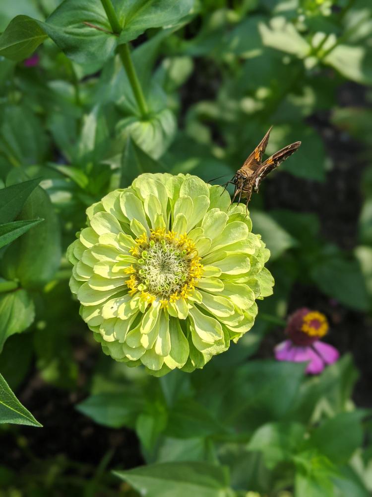 Envy Zinnia Seeds online shopping