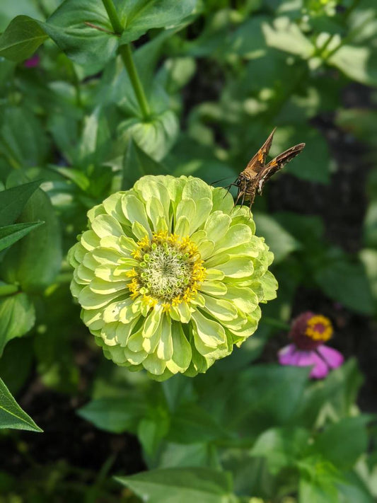 Envy Zinnia Seeds online shopping