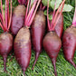 Cylindra Beet Seeds online shopping