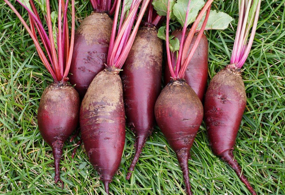 Cylindra Beet Seeds online shopping