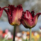 Pacific Pearl Tulip Bulbs