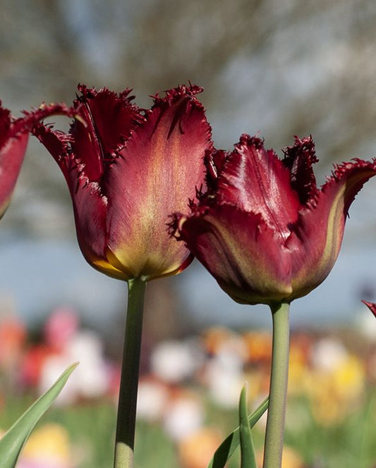 Pacific Pearl Tulip Bulbs