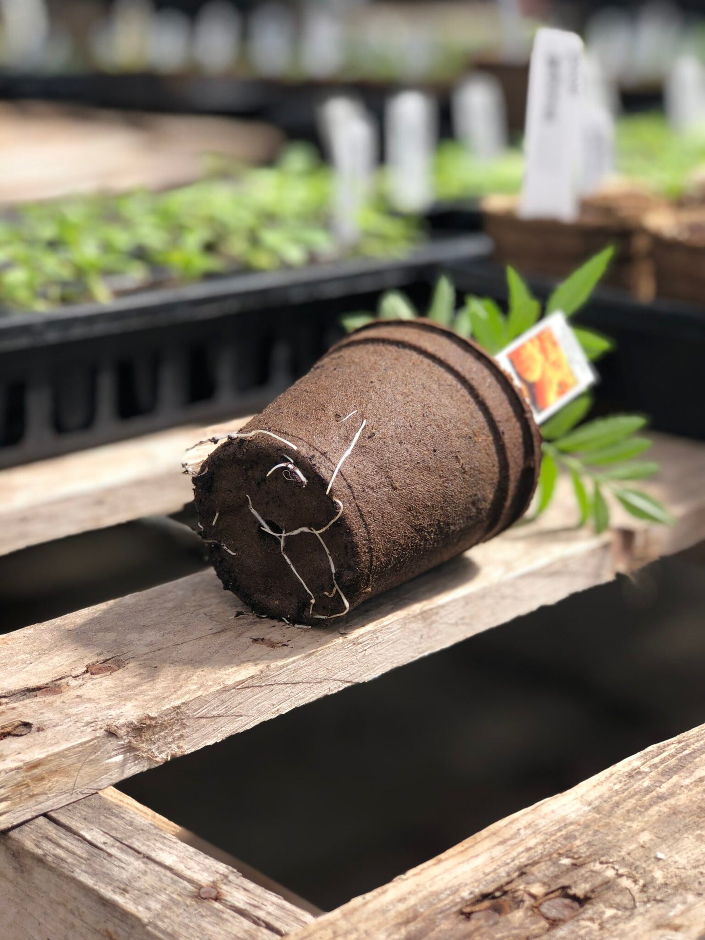 CowPot #3 Round Plantable Pot