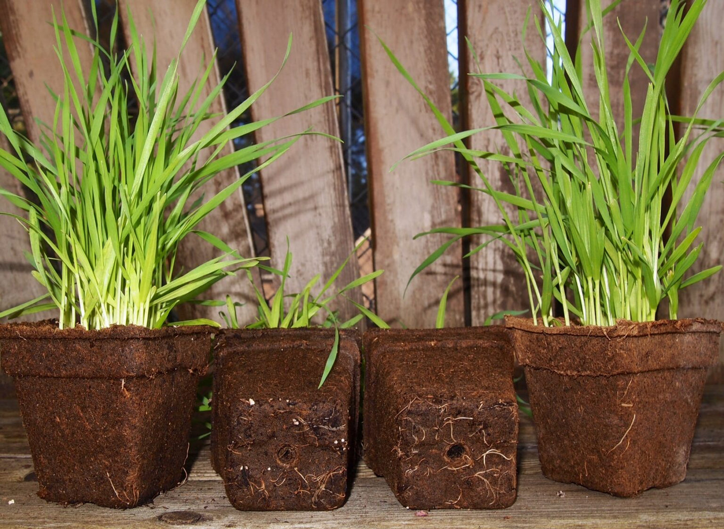 CowPot #3 Square Plantable Pot