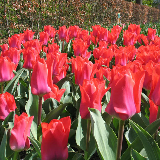 Portland Tulip Bulbs