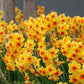 Falconette Narcissus Bulbs