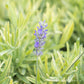 Lavandula angustifolia Platinum Blonde