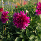 Purple Taiheijo Dahlia