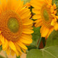 Sunrich Gold Sunflower Seeds online shopping