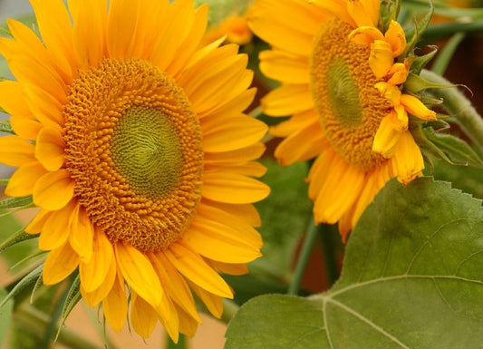 Sunrich Gold Sunflower Seeds online shopping