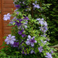 Mrs. Cholmondely Clematis Vine