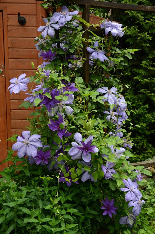 Mrs. Cholmondely Clematis Vine