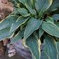 Wolverine Hosta Plant
