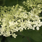 Hydrangea paniculata Renhy Vanille Fraise