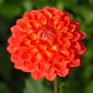 Hay Day Dahlia