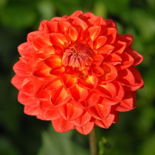 Hay Day Dahlia