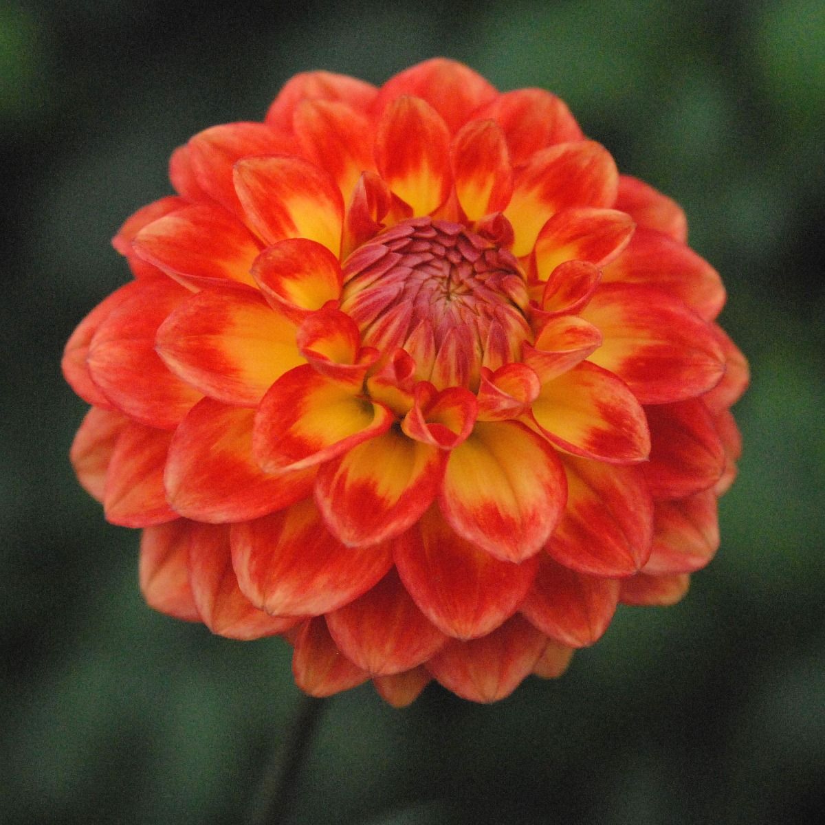 Hay Day Dahlia