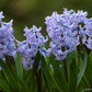 Caribbean Dream Hyacinth Bulbs