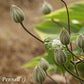 Vyvyan Pennel Clematis Vine