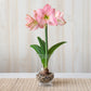 Sweet Star Dutch Amaryllis Bulbs