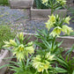 Raddeana Fritillaria Bulbs