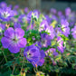 Geranium Tuberosum