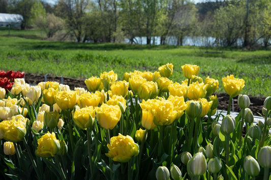 Marie Jo Tulip Bulbs