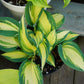 High Society Hosta Plant