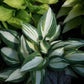 High Society Hosta Plant