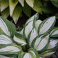 High Society Hosta Plant