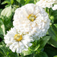 Polar Bear Zinnia Seeds online shopping