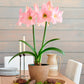 Sweet Star Dutch Amaryllis Bulbs
