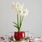 Picotee Amaryllis Bulbs