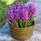 Purple Sensation Hyacinth Bulbs