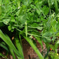 Super Sugar Snap Pea Seeds online shopping