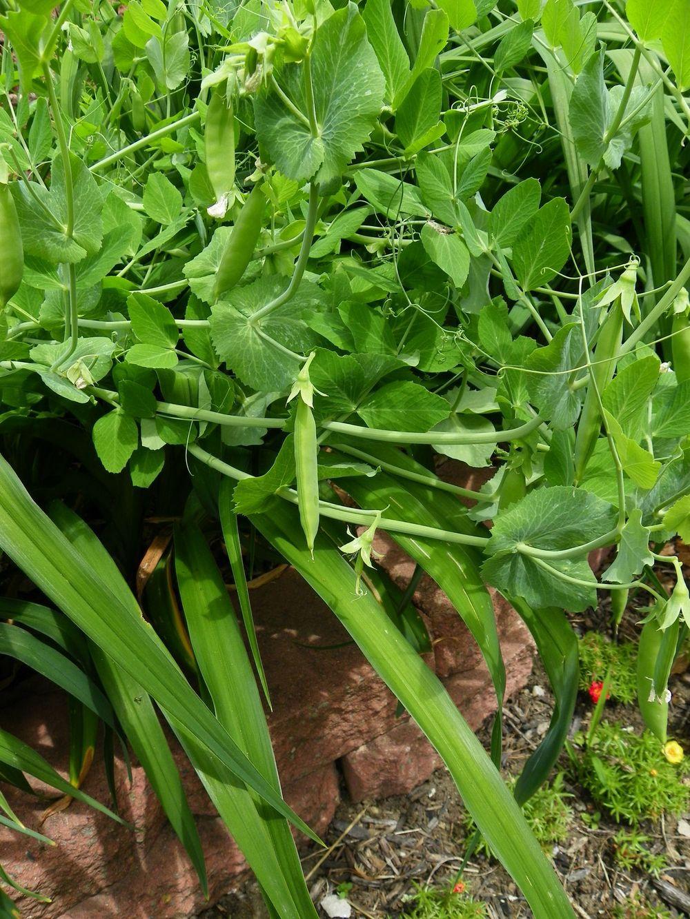 Super Sugar Snap Pea Seeds online shopping