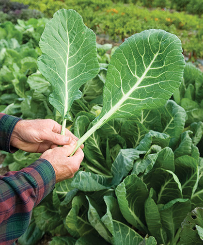 Collard Greens - Choux Verts