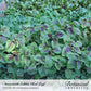 Red Leaf Amaranth Seeds online shopping