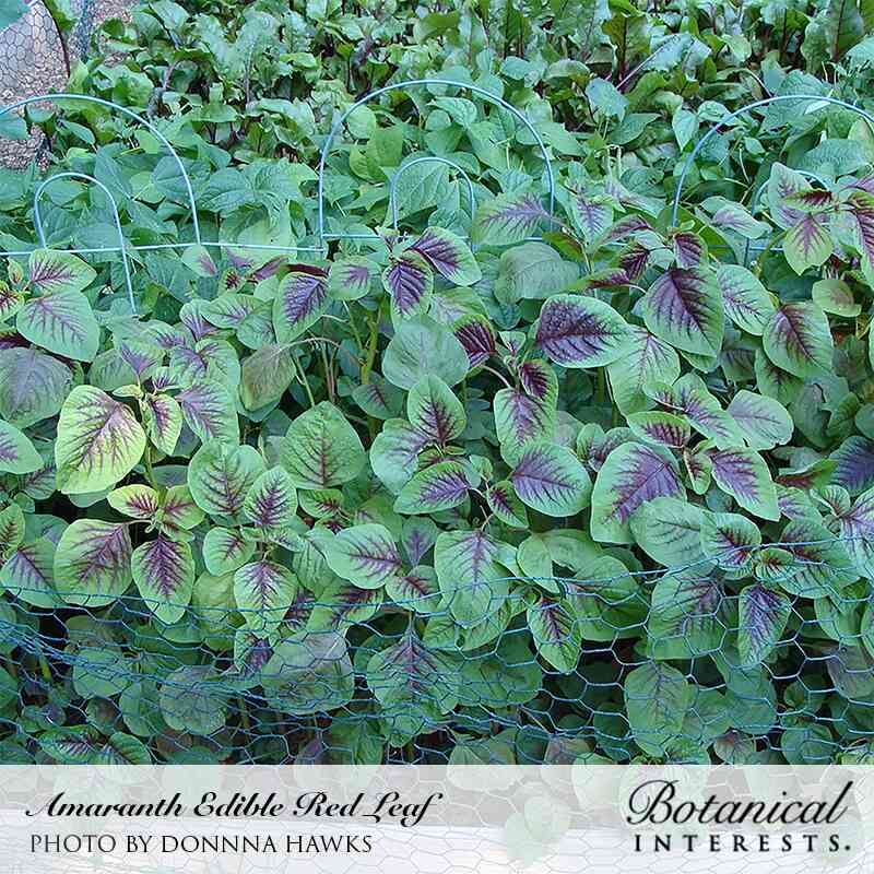 Red Leaf Amaranth Seeds online shopping