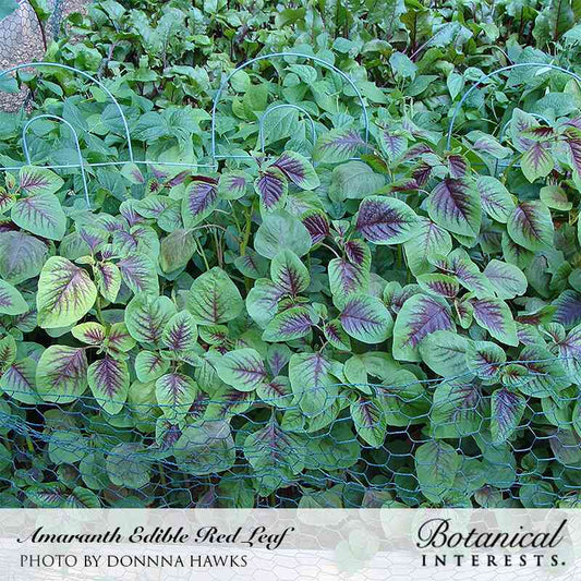 Red Leaf Amaranth Seeds online shopping