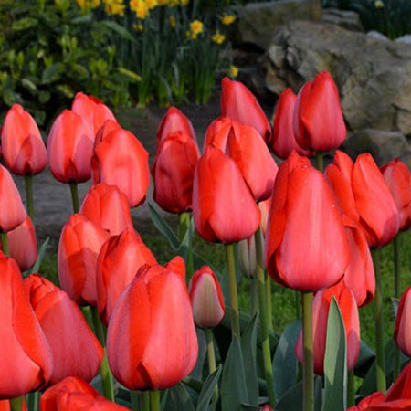 Red Impression Tulip Bulbs